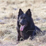 Foto van Onyx, Anna, Elsa, Mazikeen, Momo en Schatzi