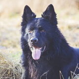 Foto van Onyx, Anna, Elsa, Mazikeen, Momo en Schatzi
