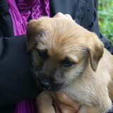 Ukkepukkie Bowie 5 weekjes oud