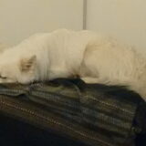 Foto van anja met Bobby(r.i.p. 25-9-25)