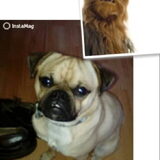 Foto van Nori met Chewy, Ayla, Leiah & Mace