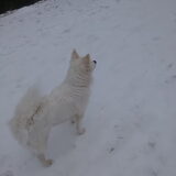 Foto van anja met Bobby(r.i.p. 25-9-25)