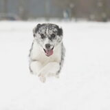 Foto van Angelique; Bruno, Charlie & Fenna