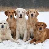 Foto van Suus