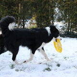 Spelen met de frisbee