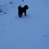 Foto van sylvia
