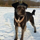 Foto van Ciska en Spanjaardje Moh (Bambi r.i.p.)