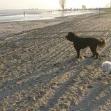 Foto van sylvia
