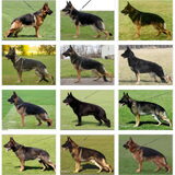Duitse herder types