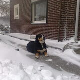 Noa, op onze boerderij in de winter van 2009/2010 [af en blijf]