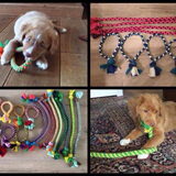 Foto van Sigrid, Sandy, Diva & Nala