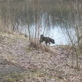 Foto van sylvia