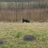 Foto van sylvia