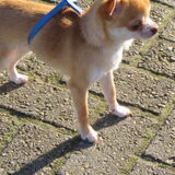 dekreutje voor BAMBI