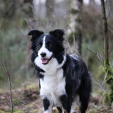 In het bos
