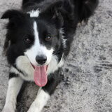 Moe van de wandeling