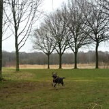 Foto van Ciska en Spanjaardje Moh (Bambi r.i.p.)
