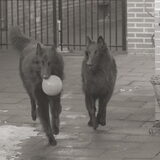 Samen spelen