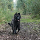Elvis geniet van de wandeling