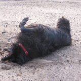 Quinty rollend op het strand