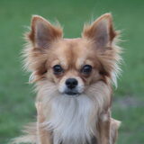 Foto van Lisa; Bobbie, Bentley & Lilly