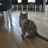 Foto van Baloe