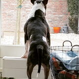 Foto van Hannah & Bink† en Beertje