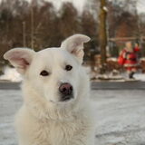 Bundy sneeuwpret