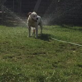 Foto van Chris