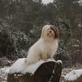 Foto van Dagmar