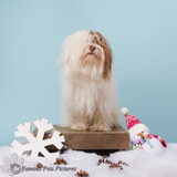 Foto van Dagmar