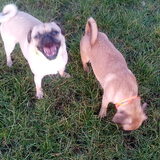 Foto van Nori met Chewy, Ayla, Leiah & Mace