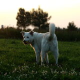 Bundy met haar bal bij de Oosterplassen bij Den Bosch