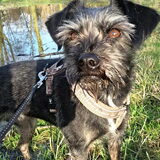 Foto van Ciska en Spanjaardje Moh (Bambi r.i.p.)