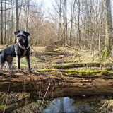Foto van Ciska en Spanjaardje Moh (Bambi r.i.p.)