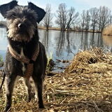 Foto van Ciska en Spanjaardje Moh (Bambi r.i.p.)