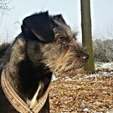 Foto van Ciska en Spanjaardje Moh (Bambi r.i.p.)