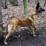 Foto van Dutchshepherdteam