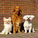 Foto van judith