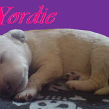 Dit is Yordie de pup van Bo en Banjer die als tweede geboren is, hij is…