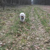 Foto van sylvia