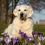 Foto van Suus