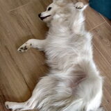 Foto van anja met Bobby(r.i.p. 25-9-25)
