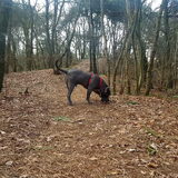 17-3 een lekkere wandeling gemaakt door de bossen