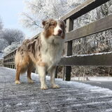 Onze Aussie Jessie.