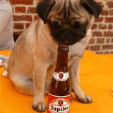 onze zotte mops mag ook wel een fleske haha..