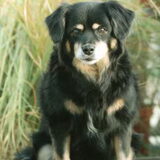 dit is ons vorige hondje ze is 15 jaar geworden. echt veel verdriet…