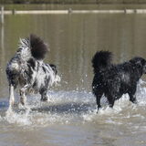 Foto van Angelique; Bruno, Charlie & Fenna
