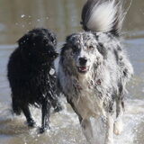 Foto van Angelique; Bruno, Charlie & Fenna