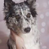 Foto van Angelique; Bruno, Charlie & Fenna
